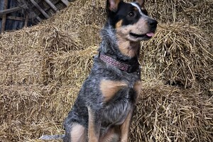 Abby Lavie: Ik ben jarig