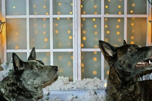 Silver en Bucky: prettige kerstdagen gewenst