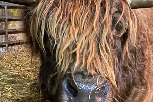 Abby lavie en wilde stier Herman