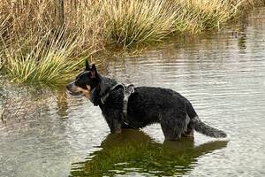 Ellis Coco: vrolijke kerstdagen