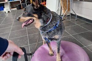 Soran Bart: fun en balance les 