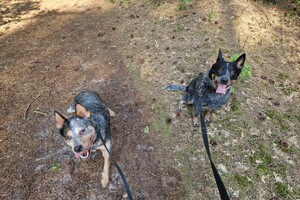 Dakota, Izzy en Vida