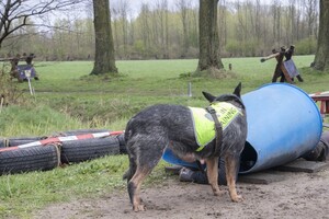 Yada: hondenschool jaar 2022