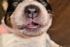 Ogen zijn al een beetje open