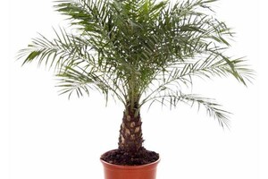 Phoenix Roebelenii Dadelpalm