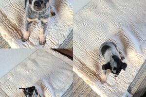 Zindelijkheid training