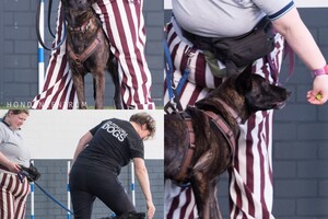 Bucky en Silver: Dogdance workshop