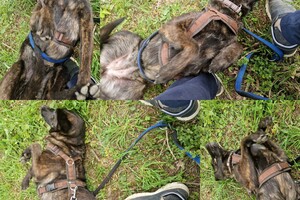 Bucky: gehoorzaamheid 2