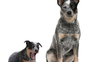 30 juni - Gewicht van de honden.