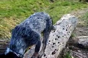 omgevallen bomen zijn er om eroverheen te lopen.