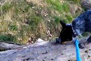 omgevallen bomen zijn er om eroverheen te lopen.