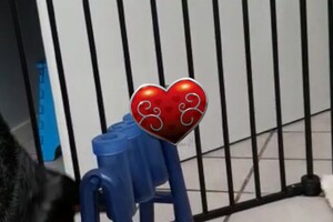 Trixie Dog Activity Turn Around