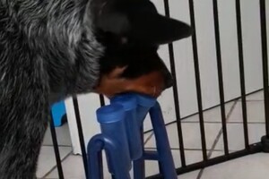 Trixie Dog Activity Turn Around