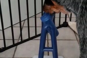 Trixie Dog Activity Turn Around