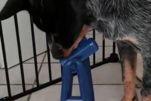 Trixie Dog Activity Turn Around