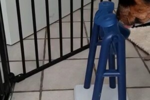 Trixie Dog Activity Turn Around