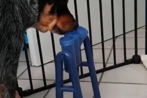 Trixie Dog Activity Turn Around