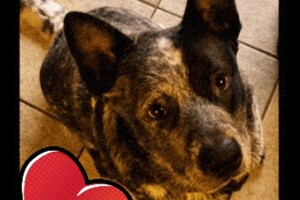 Silver: gehoorzaamheid 2