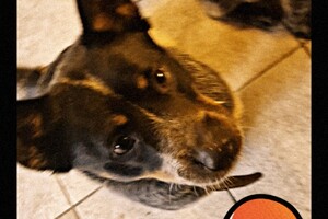 Vida, Izzy en Silver