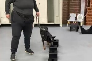 Detectie les en gehoorzaamheid certificaten 