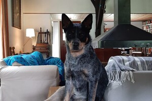 Soran Bart: vakantie in Harderwijk