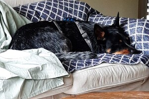 Soran Bart: vakantie in Harderwijk