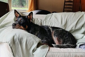 Soran Bart: vakantie in Harderwijk