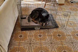 Soran Bart: vakantie in Harderwijk