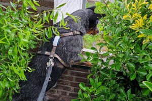 6 juni: Soran Bart: is op poezen jacht