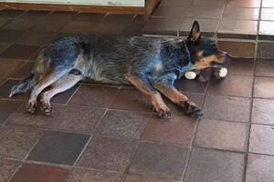 15 juni: het is warm weer en ik lig lekker