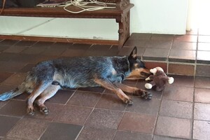 15 juni: het is warm weer en ik lig lekker