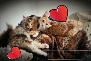 Onze langharige katten