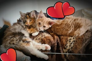 Onze langharige katten