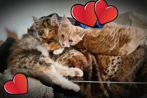 Onze langharige katten