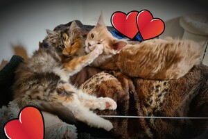 Onze langharige katten