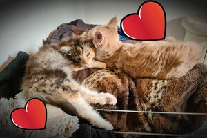 Onze langharige katten