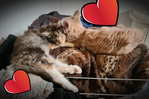 Onze langharige katten