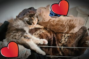 Onze langharige katten