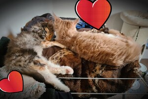 Onze langharige katten