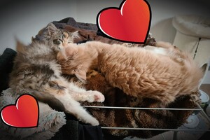 Onze langharige katten