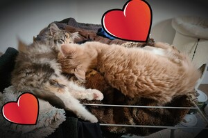 Onze langharige katten