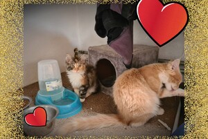 Onze langharige katten