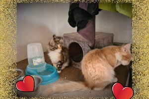 Onze langharige katten