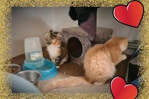 Onze langharige katten