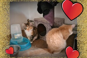 Onze langharige katten