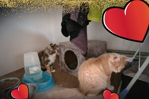 Onze langharige katten