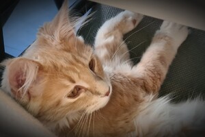 Clémentine 16 mei 2021