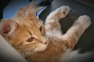 Clémentine 16 mei 2021