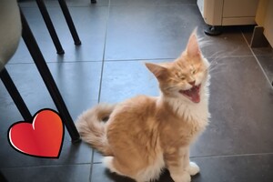 Clémentine 16 mei 2021