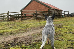 hier lopen ook van die rare koeien met van die takken op hun hoofd.